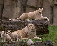 Afrikaanse leeuwen, Panthera leo, Ouwehands Dierenpark Rhenen, Zoo