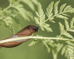 Gewone wegslak (Arion rufus) - The red slug