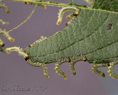 Zaagwespen larven (Symphyta) - Sawfly Een prachtig gezicht al deze etende larven van de zaagwesp aan de buitenkant van de blaadjes balancerend.