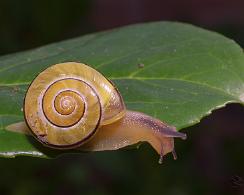 Huisjesslak (Cepaea nemoralis) - the Larger Banded Snail