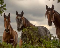 Paard, (Equus ferus caballus) - Horse