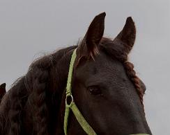 Rypke - Frisian horse Rypke