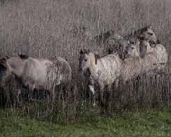 Konikpaarden (Equus caballus) koniks http://vroegevogels.vara.nl/Foto.462.0.html?&tx_varavvgallery_pi1[uid]=235526&cHash=c9a895656f1deebb74ef2fbb9da4b788