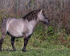 Konikpaarden (Equus caballus) koniks