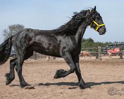 Rypke - Frisian horse