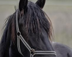 Fries paard - Frisian horse