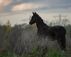 Paard, (Equus ferus caballus) - Horse
