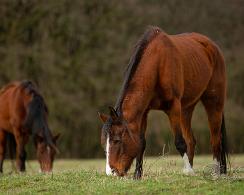New Forest pony (Equus ferus caballus) - Horse