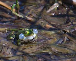 Groene Bastaardkikker (Rana klepton esculenta) - The Edible Frog