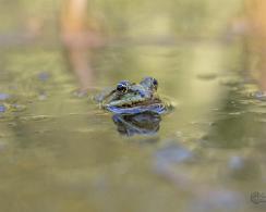 Groene Bastaardkikker (Rana klepton esculenta) - The Edible Frog