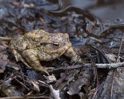 Padden (Bufo bufo) - The common toad