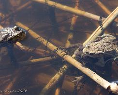 Padden (Bufo bufo) - The common toad Padden met eiersnoeren