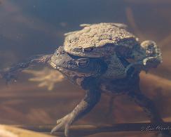 Padden (Bufo bufo) - The common toad Paddentrek 2014, onder water in de Kreelse Plas