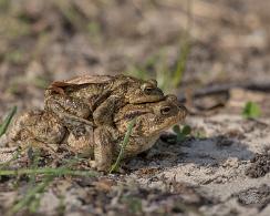 Padden (Bufo bufo) - The common toad