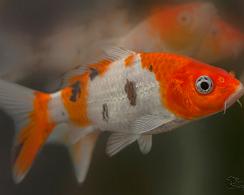 Goudvis (Carassius auratus auratus) - Goldfish