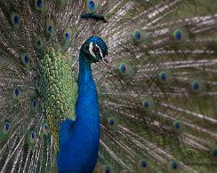 Biotoop Wildpark Anholter Schweiz - Issenburg - De blauwe pauw (Pavo cristatus) - The Indian peafowl or blue peafowl