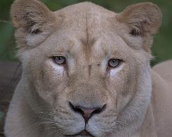 Afrikaanse leeuwen, Panthera leo, Ouwehands Dierenpark Rhenen, Zoo