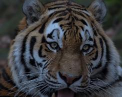 Siberische tijger, Panthera tigris altaica, Ouwehands Dierenpark Rhenen, Zoo