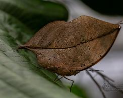 Bladvlinder (Kallima Inachus) - Orange Oakleaf