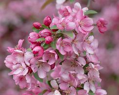 Bloesem - blossom Prachtige bloesem, bloemen van een boom, in het voorjaar in de Botanische tuinen van Wageningen