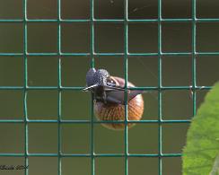 Huisjesslak (Cepaea nemoralis) - the Larger Banded Snail Kan het huisje er ook door?