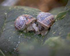 Huisjesslak (Cepaea nemoralis) - the Larger Banded Snail