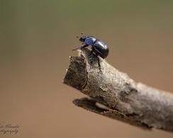 Gewone mestkever (Geotrupes stercorarius) - Dor Beetle