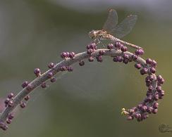 Bruinrode heidelibellen (Sympetrum striolatum) - Common darter