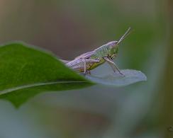 Krasser (Chorthippus parallelus) - the meadow grasshopper