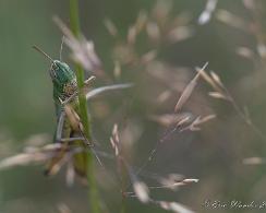 Krasser (Chorthippus parallelus) - the meadow grasshopper Krasser