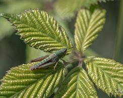 Krasser (Chorthippus parallelus) - the meadow grasshopper