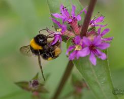 Aardhommel (Bombus terrestris) the buff-tailed bumblebee grote kattenstaart (Lythrum salicaria)