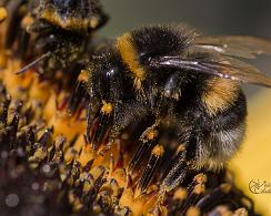 Aardhommel (Bombus terrestris) Digitalis, the buff-tailed bumblebee