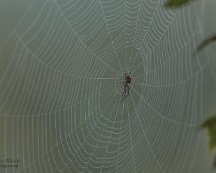 Dauw - Duwdrops on spiderweb