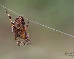 Kruisspin (Araneus diadematus) - Garden spider
