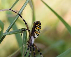 Tijgerspin (Argiope bruennichi) - The wasp spider