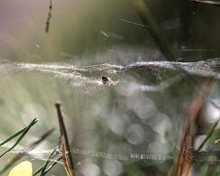 Klein spinnetje in t web