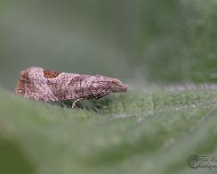 Bramenbladroller (Notocelia uddmanniana) is een nachtvlinder uit de familie Tortricidae, de bladrollers.