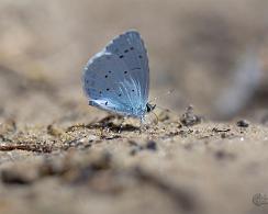 Boomblauwtje (Celastrina argiolus) - The Holly Blue