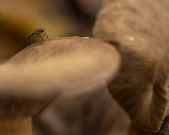 Macro paddenstoel met vliegje