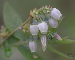 Blauwe Bes of trosbosbes(Vaccinium corymbosum) Swamp blueberry