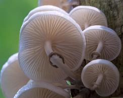 Porseleinzwam (Oudemansiella mucida) Porcelain fungus