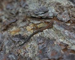 Levendbarende hagedis of kleine hagedis (Zootoca vivipara) - The viviparous lizard or common lizard