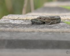 Levendbarende hagedis of kleine hagedis (Zootoca vivipara) - The viviparous lizard or common lizard