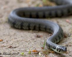 Ringslang (Natrix natrix) - Grass snake