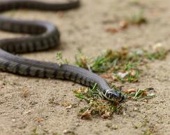 Ringslang (Natrix natrix) - Grass snake