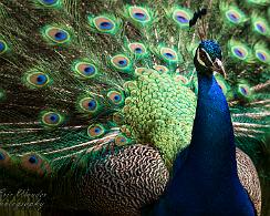 Blauwe pauw (Pavo cristatus) - The Indian peafowl or blue peafowl