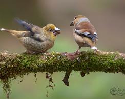 Appelvink (Coccothraustes coccothraustes) - Hawfinch