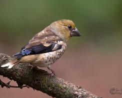 Appelvink (Coccothraustes coccothraustes) - Hawfinch