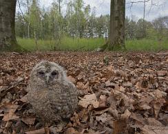 Bosuil (Strix aluco) - Tawny owl